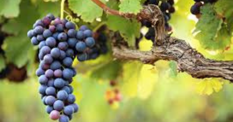 Comment élaguer les vignes de raisin en été