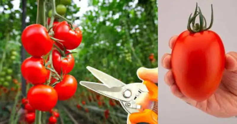Tailler les tomates