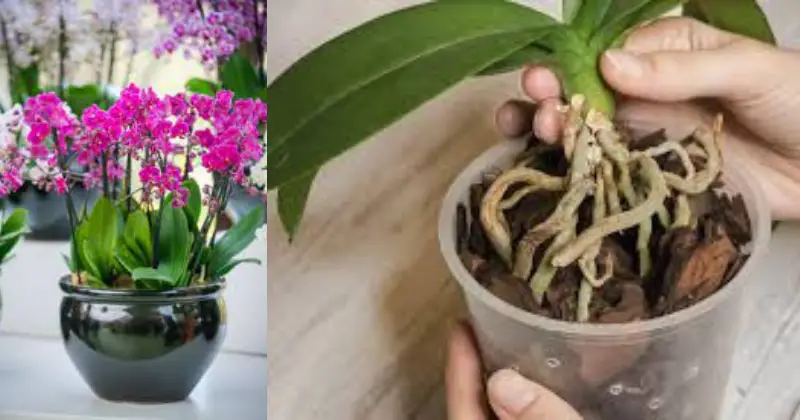 orchidées