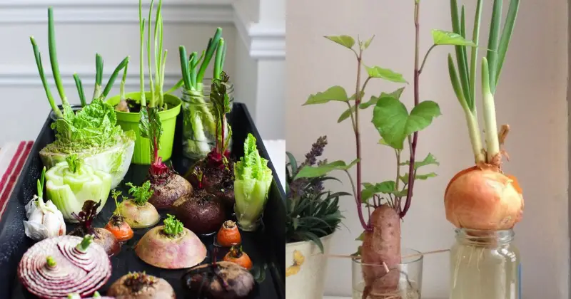 légumes