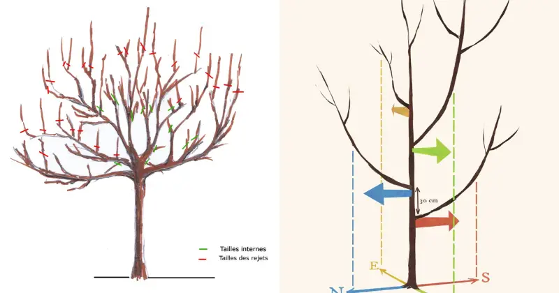 Élaguer les Arbres