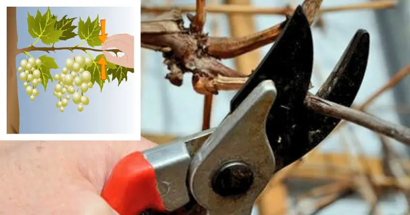 Élaguer les vignes de raisin