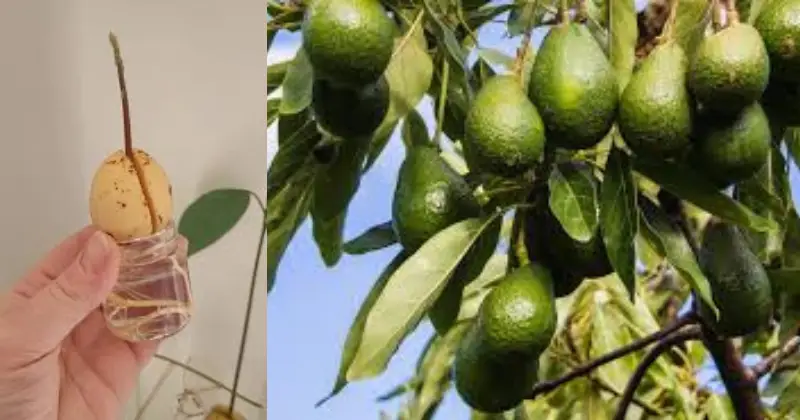 faire pousser un avocat