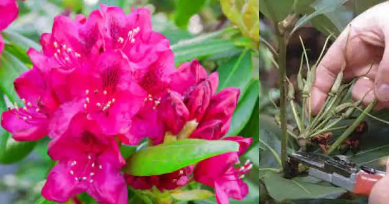 tailler les rhododendrons