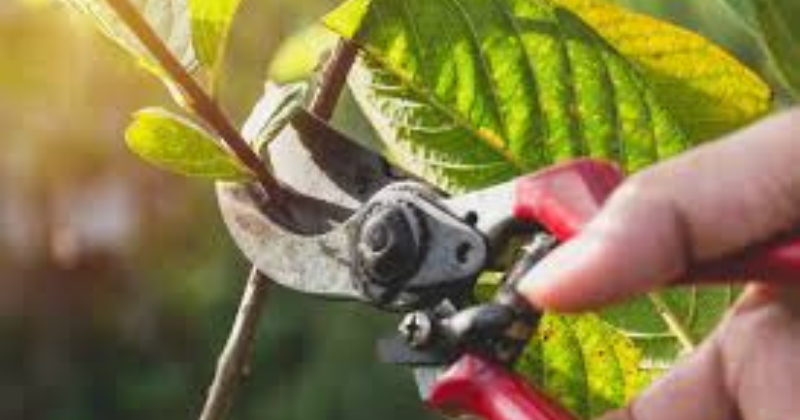 Élaguer les Arbres et les Arbustes