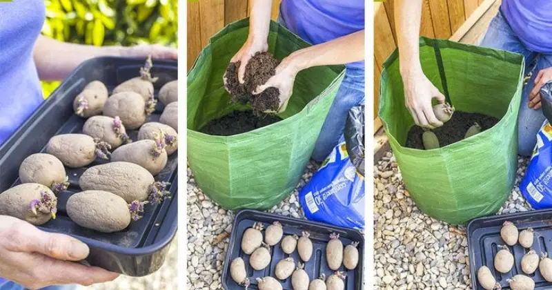 Cultiver des pommes de terre