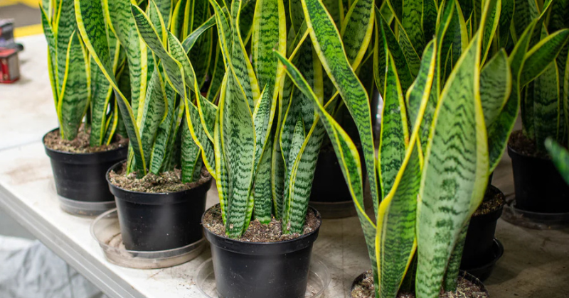 Sansevieria