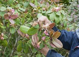 Tailler les rhododendrons