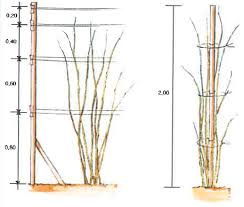 Cultiver des Framboisiers