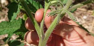 Tailler les tomates
