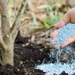 Fertiliser les Arbres Fruitiers