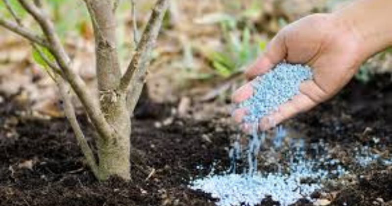 Fertiliser les Arbres Fruitiers