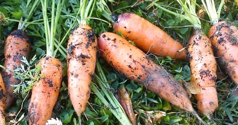 carottes