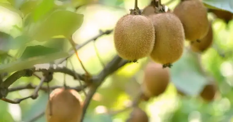kiwi