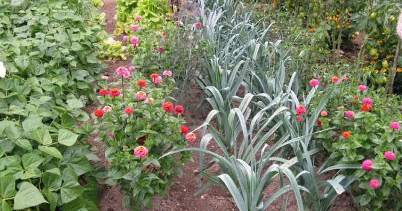 légumes