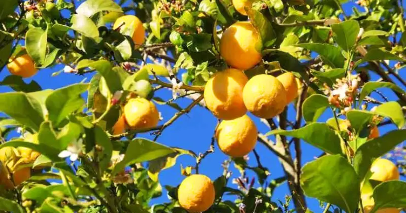 citronnier