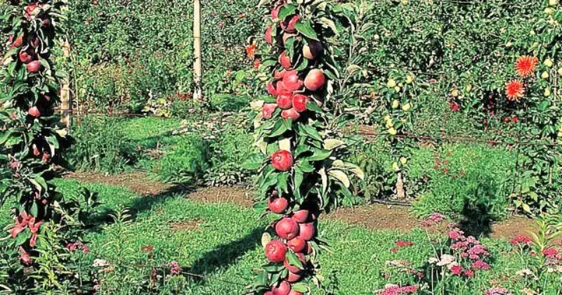 fruitier