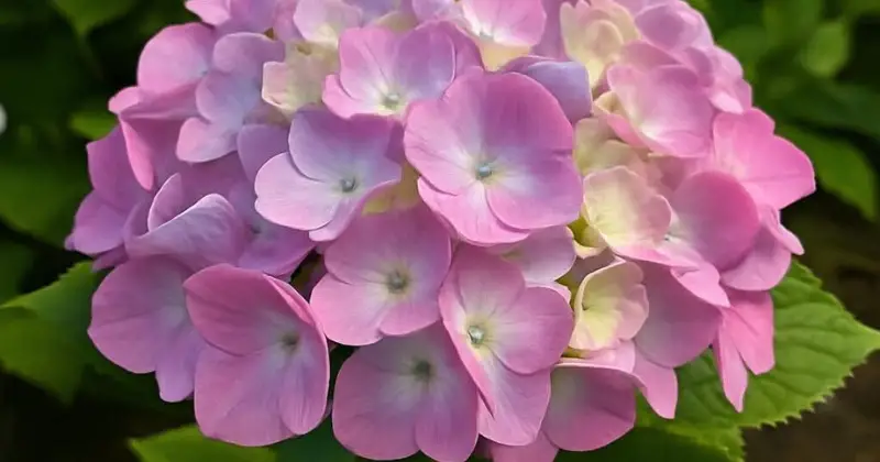 hortensia