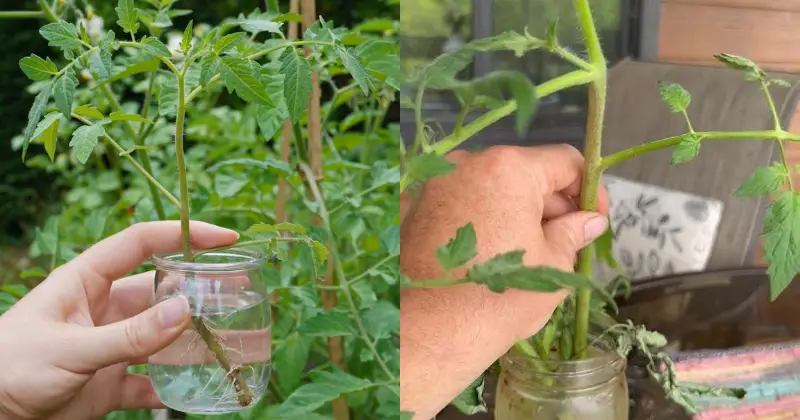tomates hydroponiques