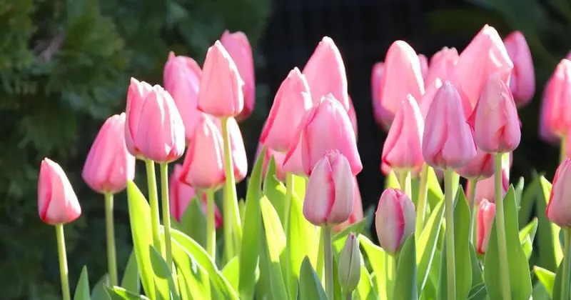 tulipes