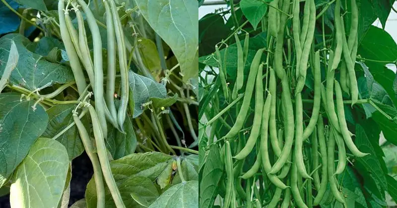 Haricots