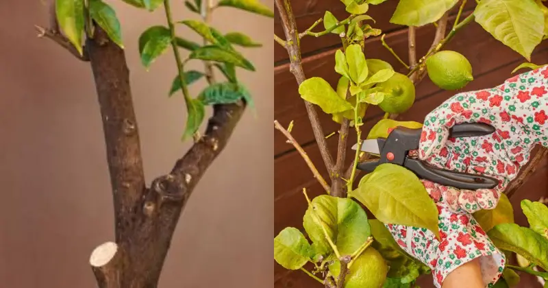 citronnier