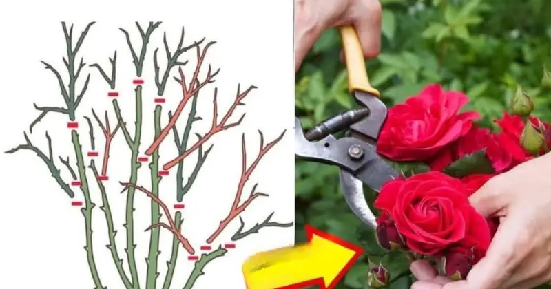 fleurs