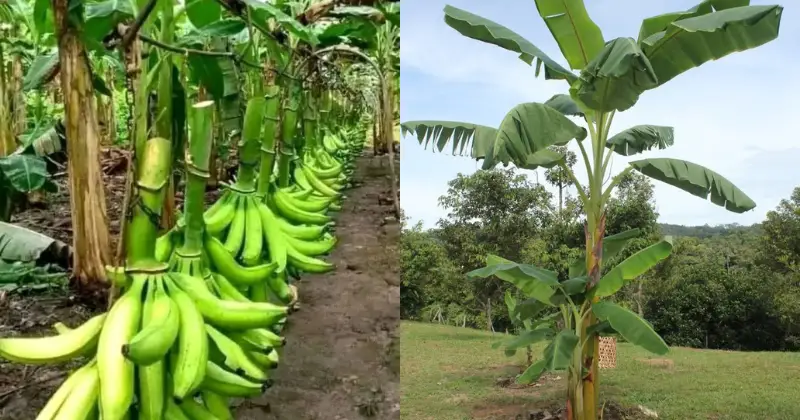 bananiers