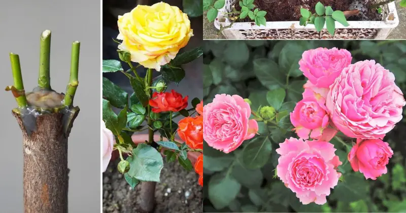 Rosiers