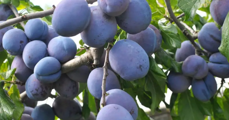 Plumcots, Pluots