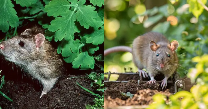 éloigner, rats