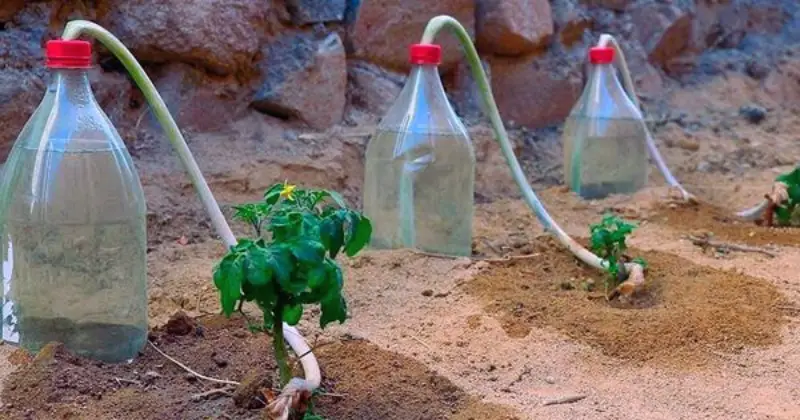Plantes