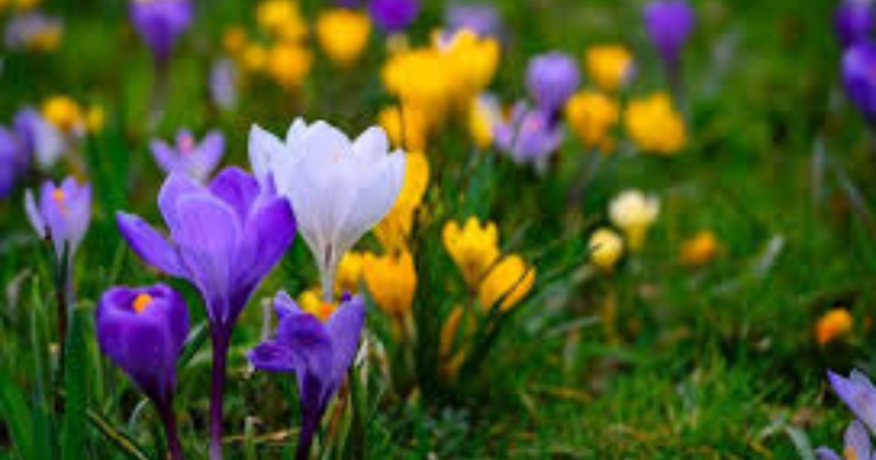 fleurs du printemps