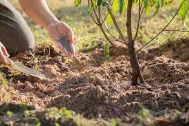 Fertiliser les Arbres Fruitiers