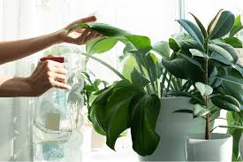 Plantes