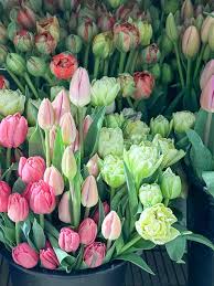 tulipes 