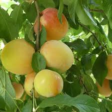 plumcots pluots 