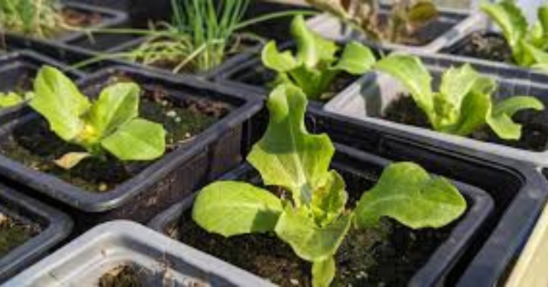 planter et semer en mars