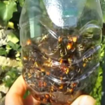 Piège à Frelon Asiatique