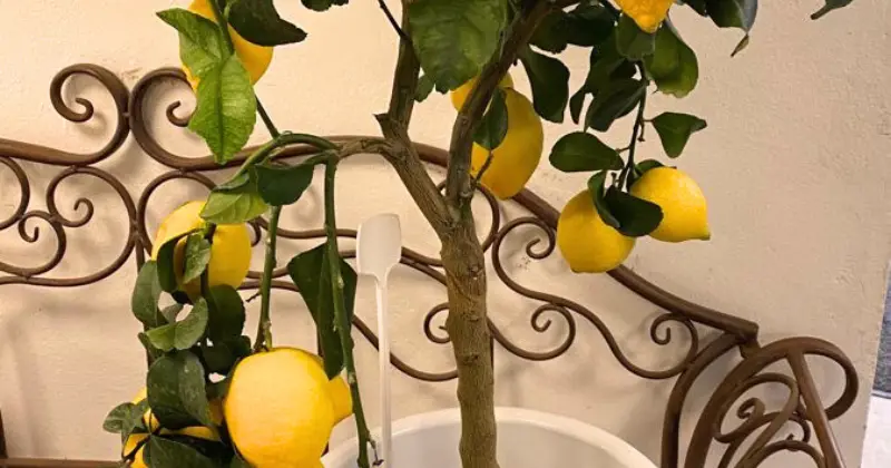 citronnier