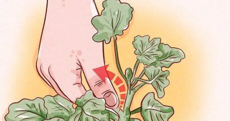 géranium