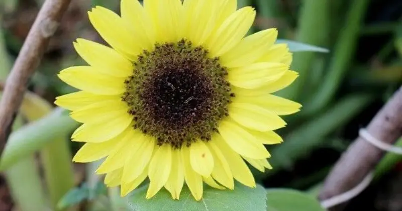 tournesols
