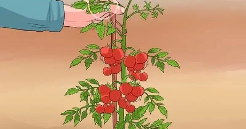 fertiliser les tomates