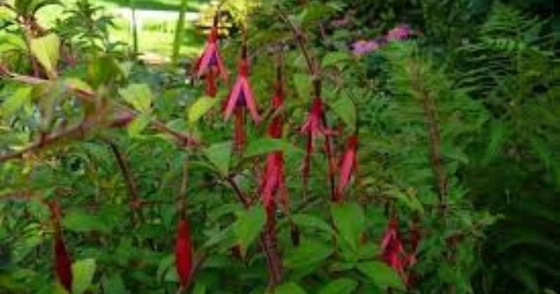 tailler un fuchsia