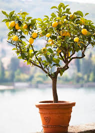 cultiver un citronnier 