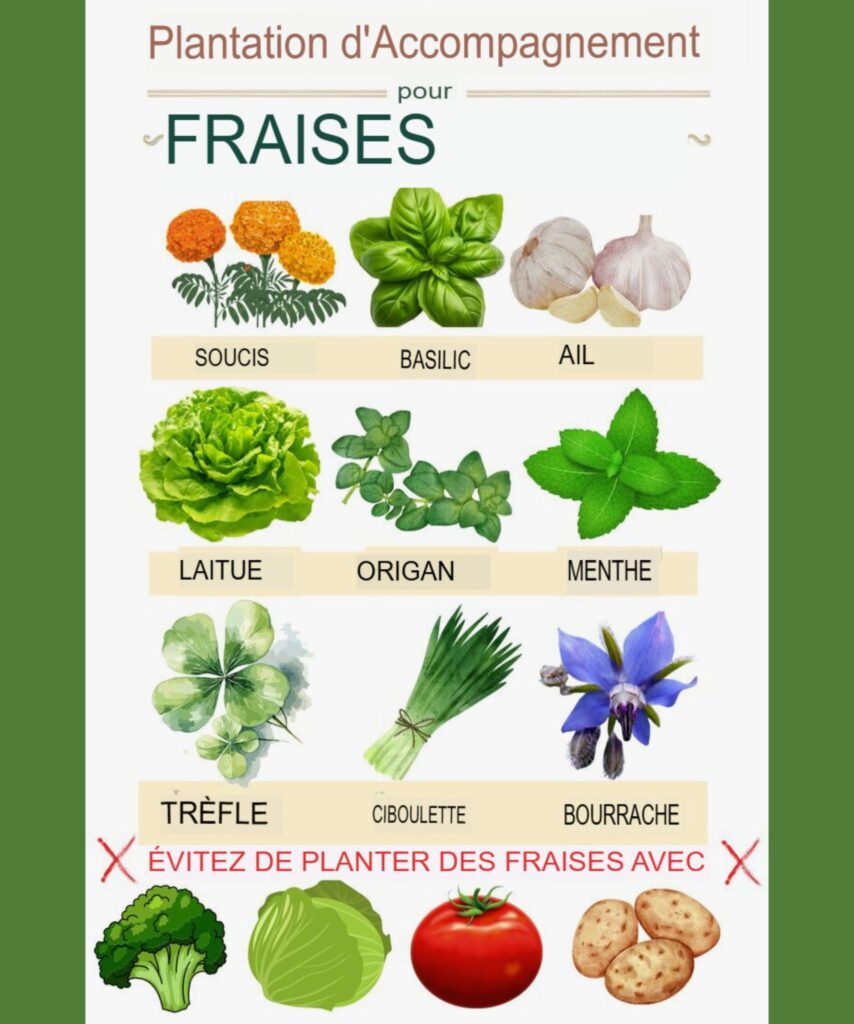 Plantes Compagnes pour les Fraises