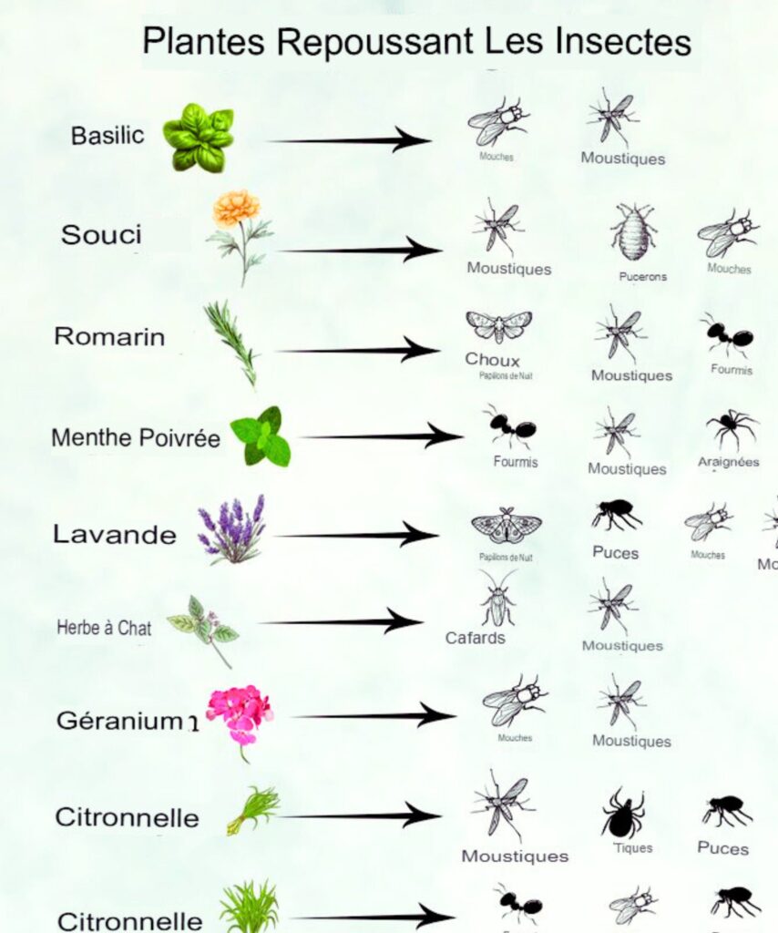 Plantes contre les insectes
