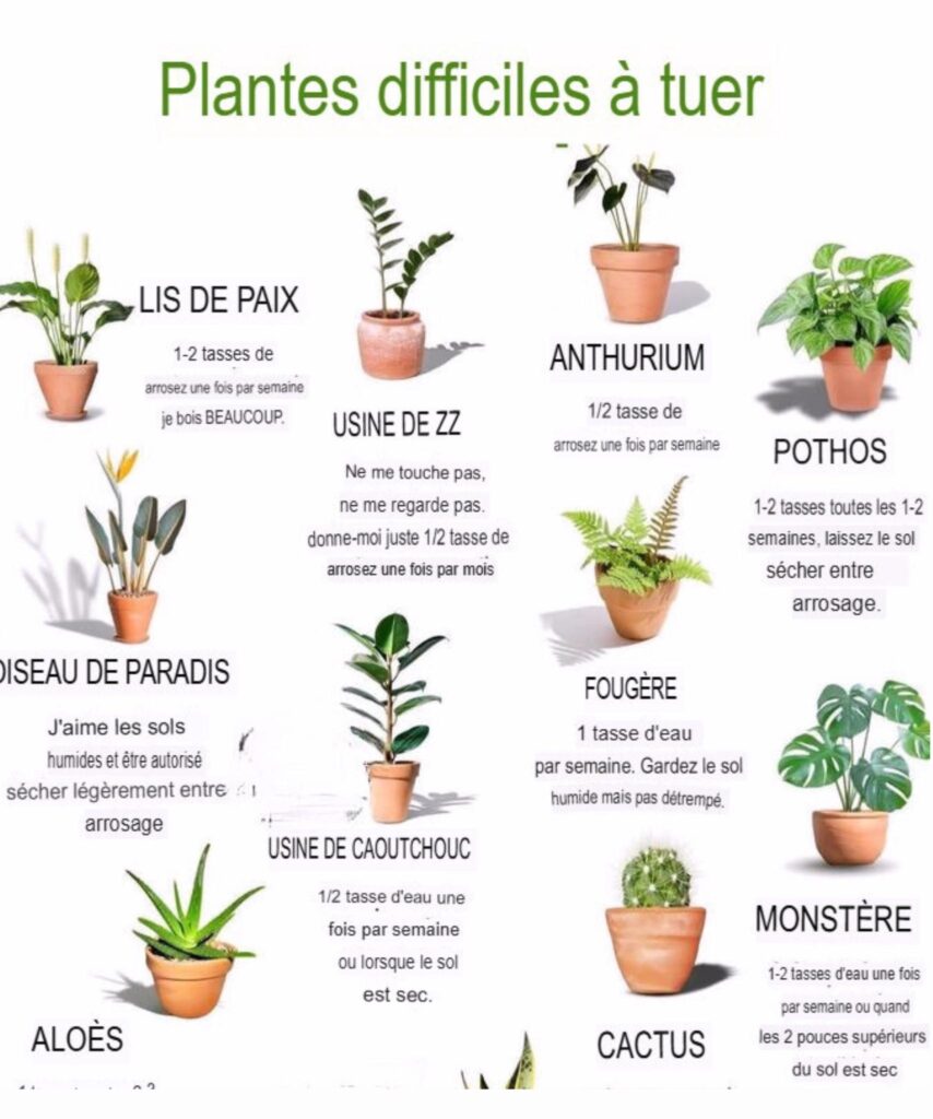 Plantes d'intérieur