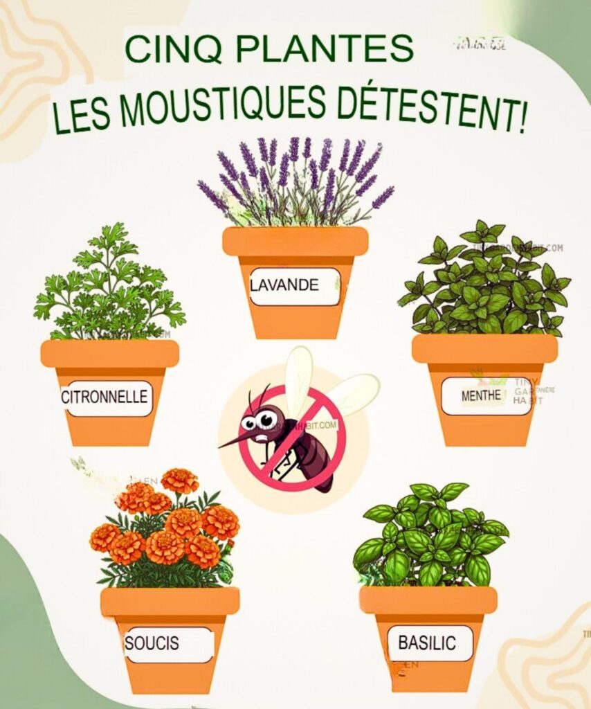 Plantes anti-moustiques