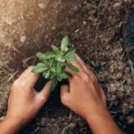 profondeur de plantation